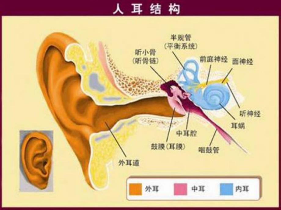 中班健康《爱护耳朵-保护听力》PPT课件教案爱护耳朵-保护听力.ppt_第2页