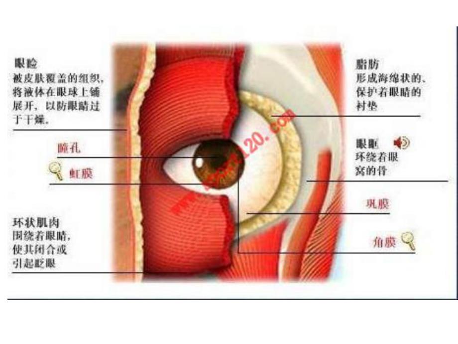 中班健康《小眼睛大世界》PPT课件教案中班健康教案-小眼睛大世界.ppt_第3页