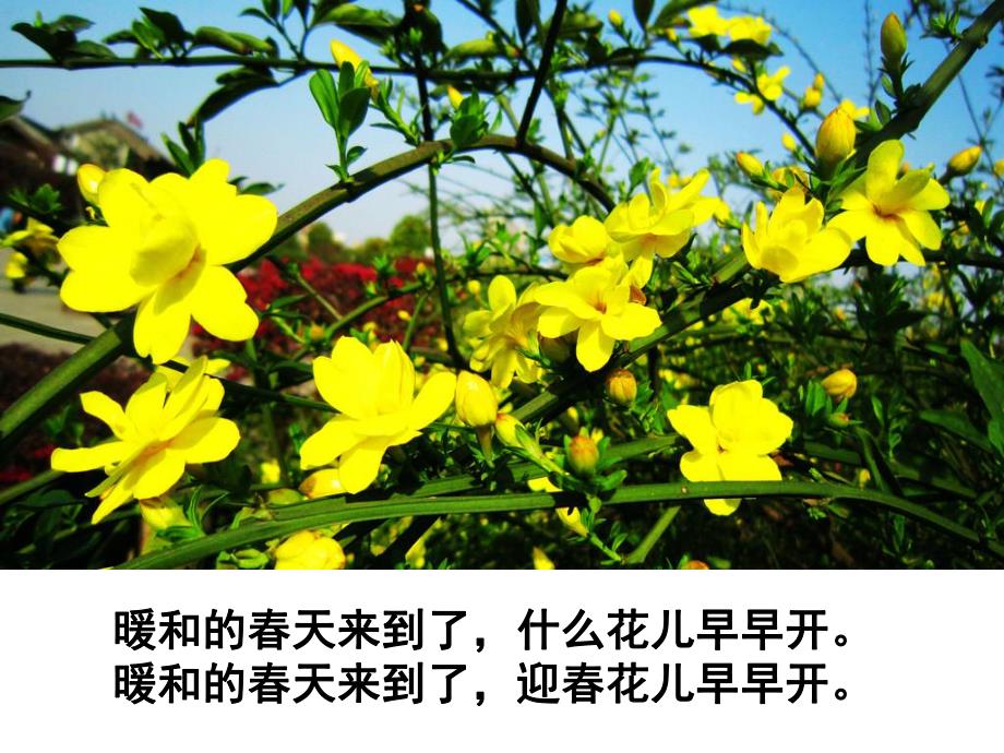 中班科学《花儿花儿几时开》PPT课件教案PPT课件.ppt_第3页