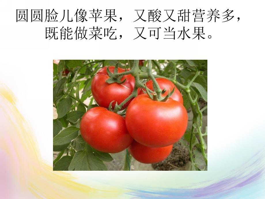 蔬菜谜语PPT课件教案图片蔬菜谜语.pptx_第3页