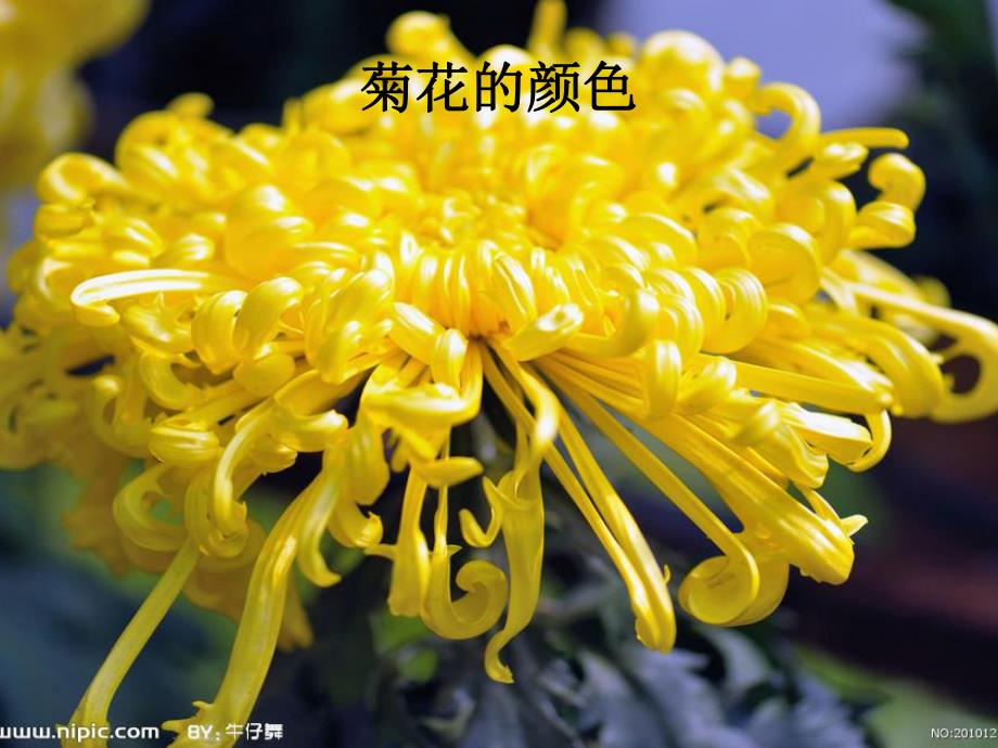 中班《美丽的菊花》PPT课件教案中班美丽的菊花.ppt_第3页