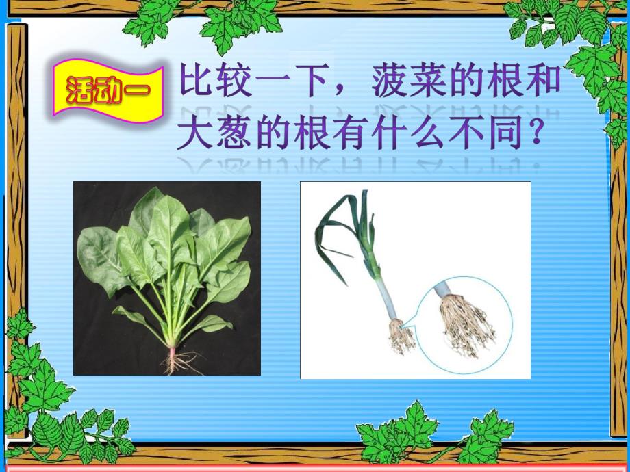 大班科学常识《植物的根》PPT课件教案科学启蒙---植物的根.ppt_第2页