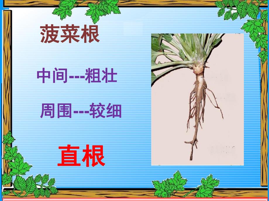 大班科学常识《植物的根》PPT课件教案科学启蒙---植物的根.ppt_第3页