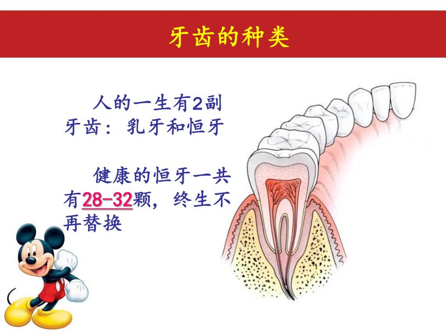 幼儿牙齿的功能与保健PPT课件ppt课件.ppt_第3页