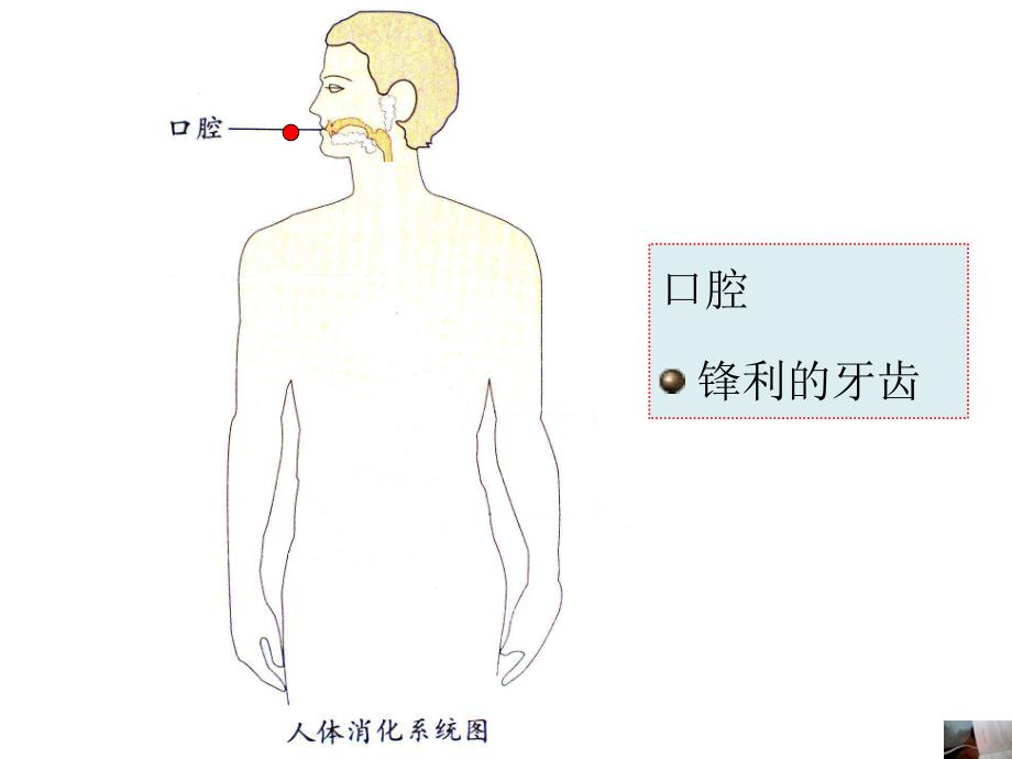 大班健康《保护我的肠和胃》PPT课件保护我的肠胃.ppt_第2页