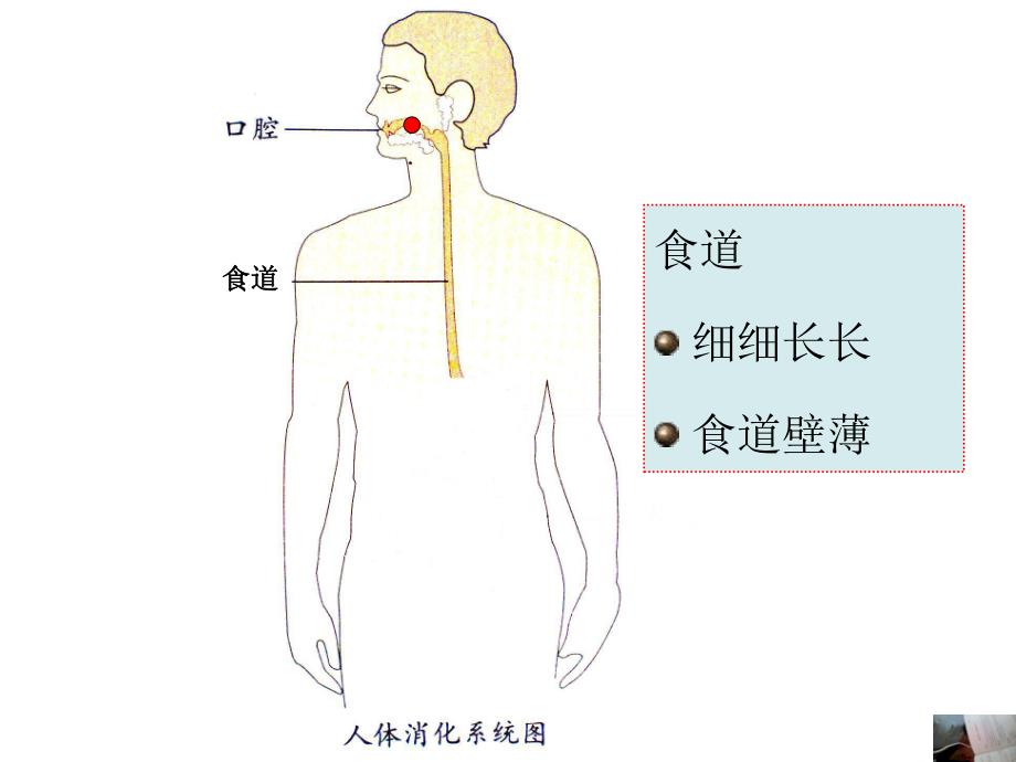 大班健康《保护我的肠和胃》PPT课件保护我的肠胃.ppt_第3页