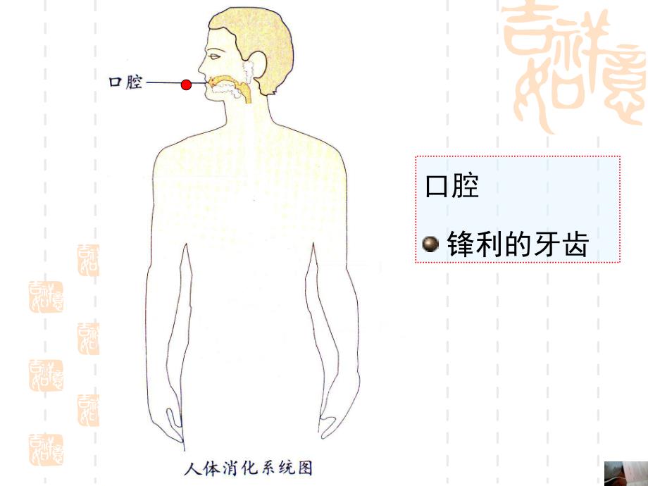 大班健康《保护我的肠胃》PPT课件教案幼儿园大班健康保护我的肠胃.ppt_第2页