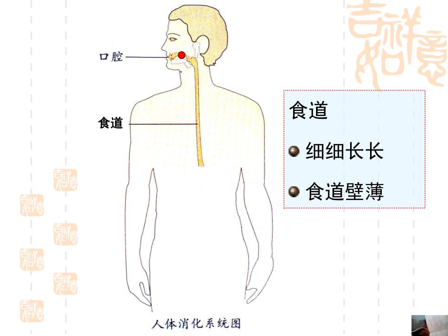 大班健康《保护我的肠胃》PPT课件教案幼儿园大班健康保护我的肠胃.ppt_第3页