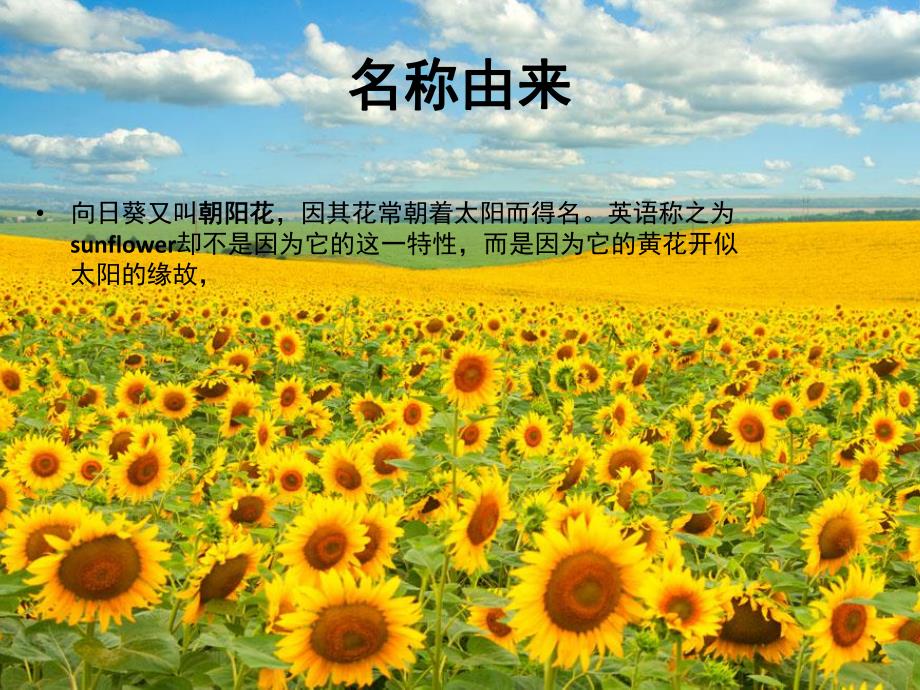 大班线描画《向日葵》PPT课件教案向日葵-线描.ppt_第2页