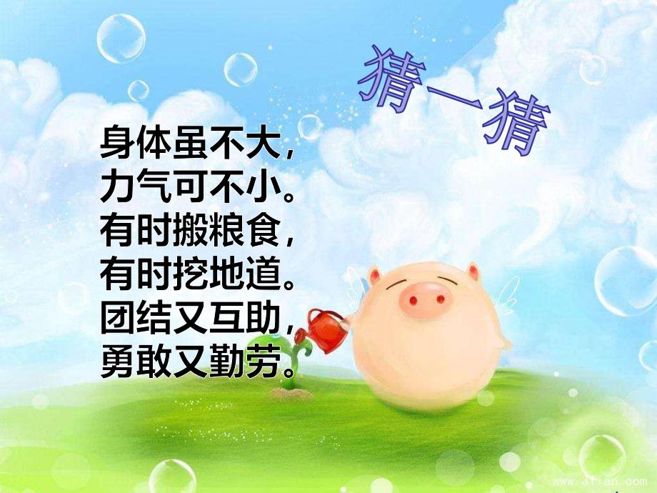 幼儿园《蚂蚁搬西瓜》PPT课件蚂蚁搬西瓜.ppt_第2页