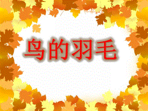 小班美术《鸟的羽毛》PPT课件教案PPT课件.ppt