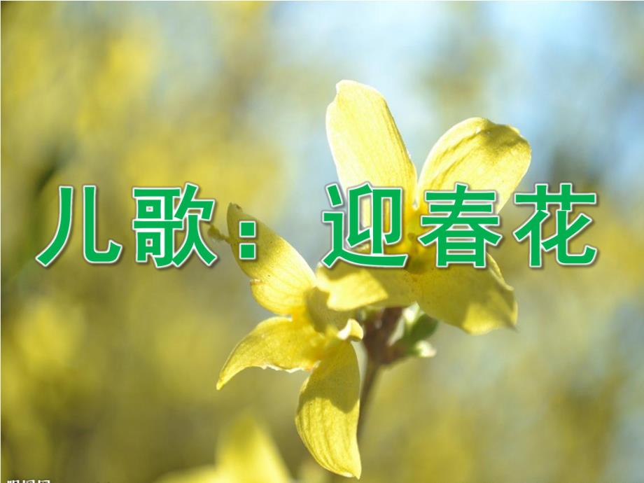 小班儿歌《迎春花》PPT课件教案音乐小班儿歌迎春花.ppt_第1页