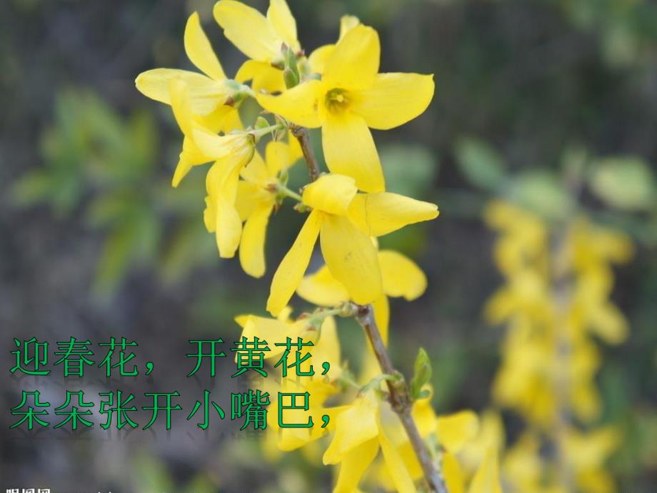 小班儿歌《迎春花》PPT课件教案音乐小班儿歌迎春花.ppt_第3页