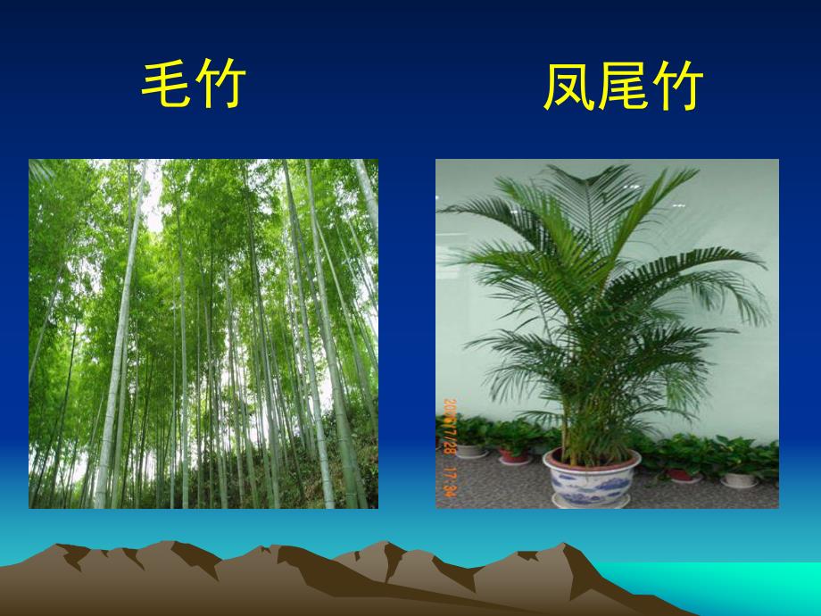 大班科学活动《有用的竹子》PPT课件教案幼儿园大班科学活动：有用的竹子.ppt_第3页