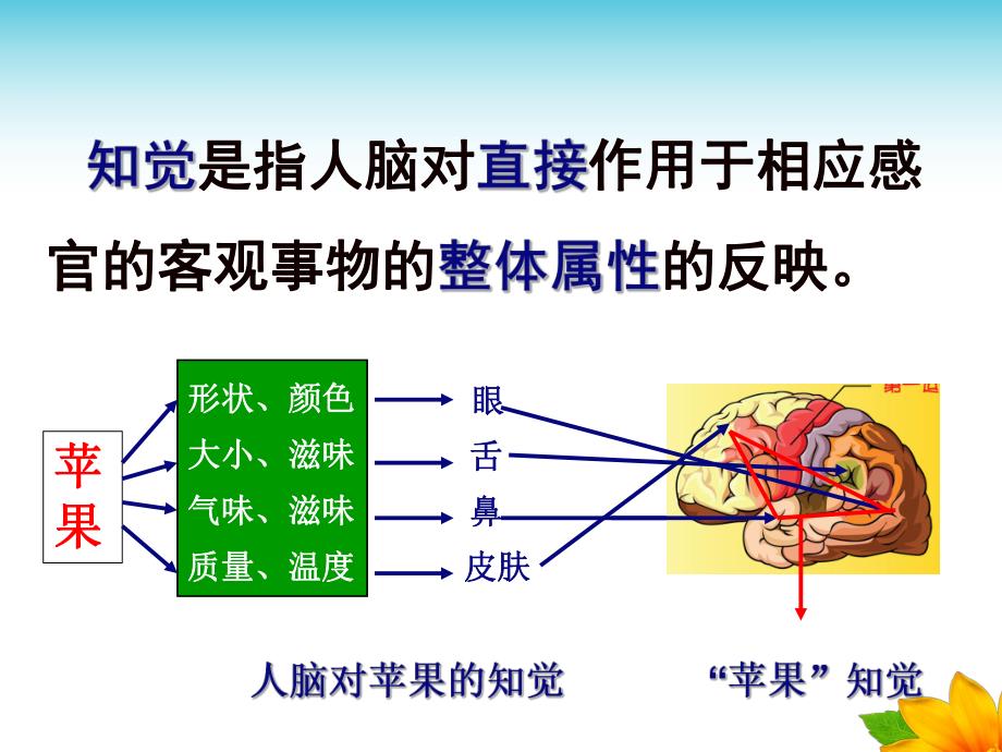 幼儿园感知觉PPT课件幼儿心理学第四章-感知觉课件.ppt_第3页