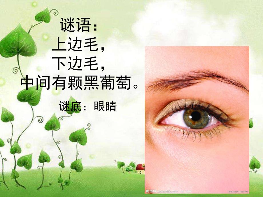 大班健康活动《明亮的眼睛》PPT课件教案大班健康：明亮的眼睛.ppt_第2页