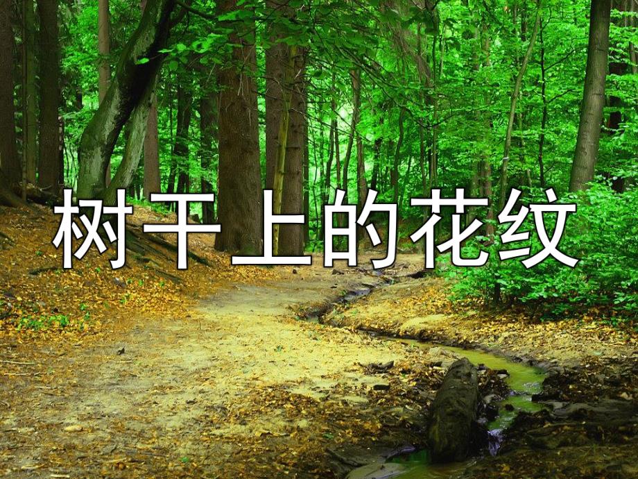 大班美术《树干上的花纹》PPT课件教案树干上的花纹.ppt_第1页