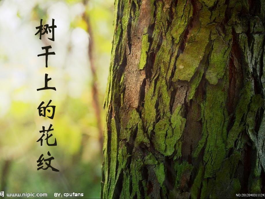 大班美术《树干上的花纹》PPT课件教案树干上的花纹.ppt_第2页