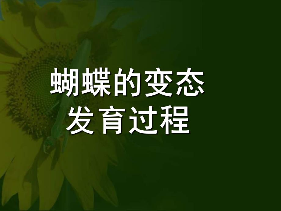 大班科学《蝴蝶的发育过程》PPT课件幼儿园课件蝴蝶的发育过程.ppt_第1页