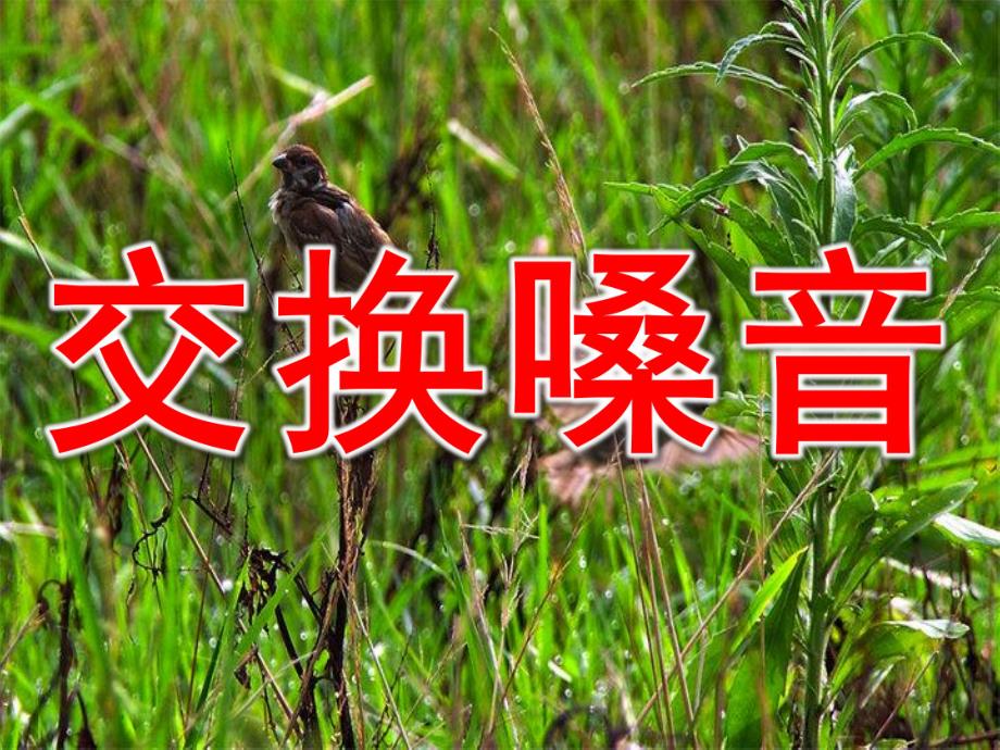 小班故事《交换嗓音》PPT课件教案.ppt_第1页