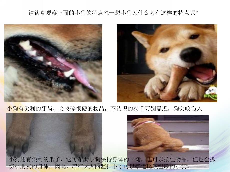 小班科学《调皮的小狗》PPT课件教案小班调皮的小狗.ppt_第3页