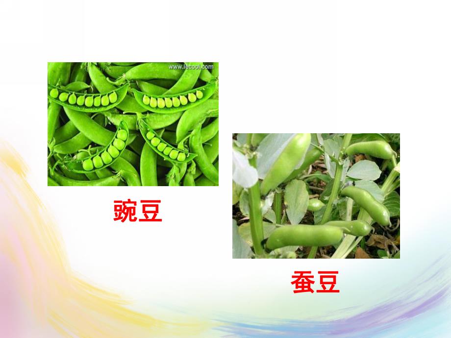 幼儿园儿歌《豌豆和蚕豆》PPT课件儿歌《豌豆和蚕豆》.ppt_第3页