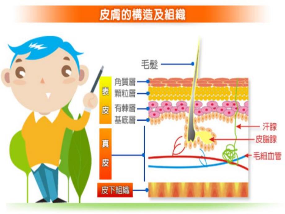 大班健康《保护皮肤》PPT课件教案健康《保护皮肤》.ppt_第3页