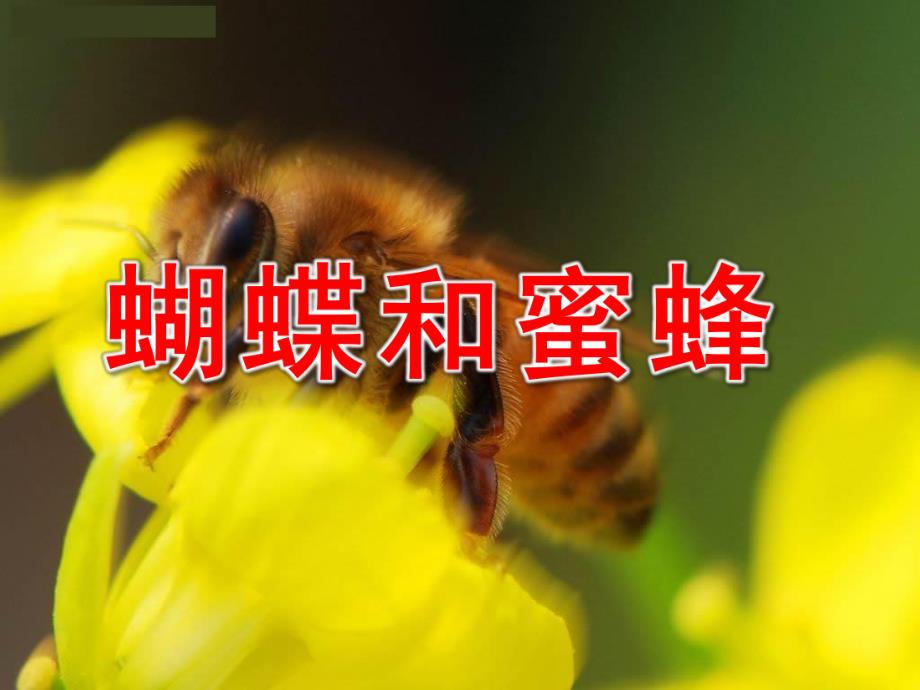 大班社会《蝴蝶和蜜蜂》PPT课件教案蝴蝶和蜜蜂.ppt_第1页