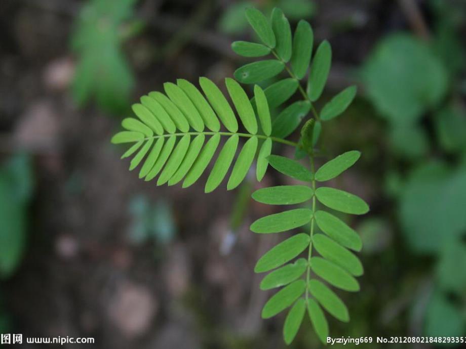 大班科学《有趣的植物》PPT课件教案有趣的植物.ppt_第3页