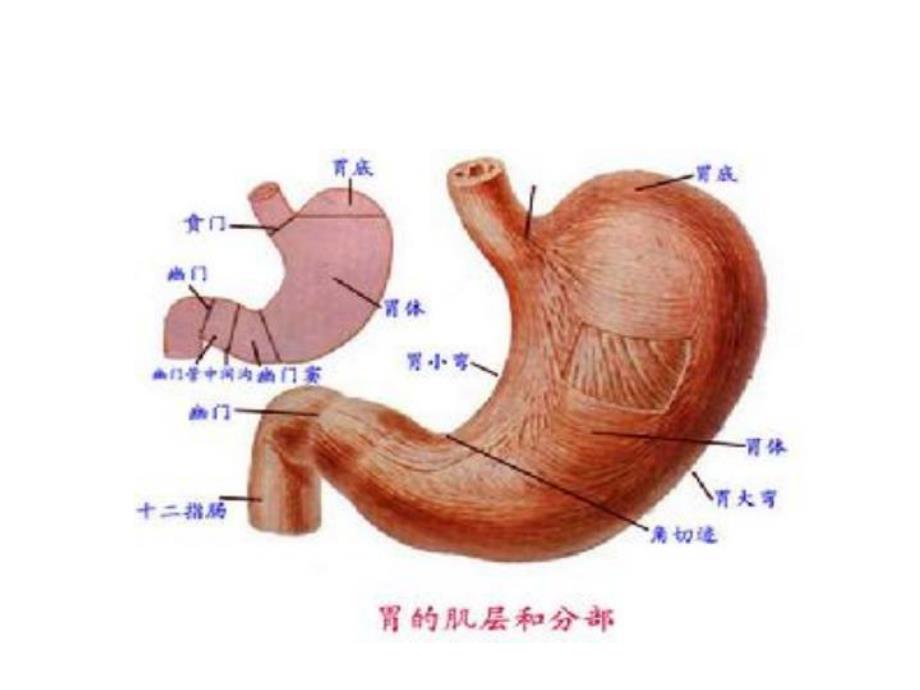 我会保护我的胃PPT课件教案图片中班健康《我会保护我的胃》PPT课件.ppt_第3页