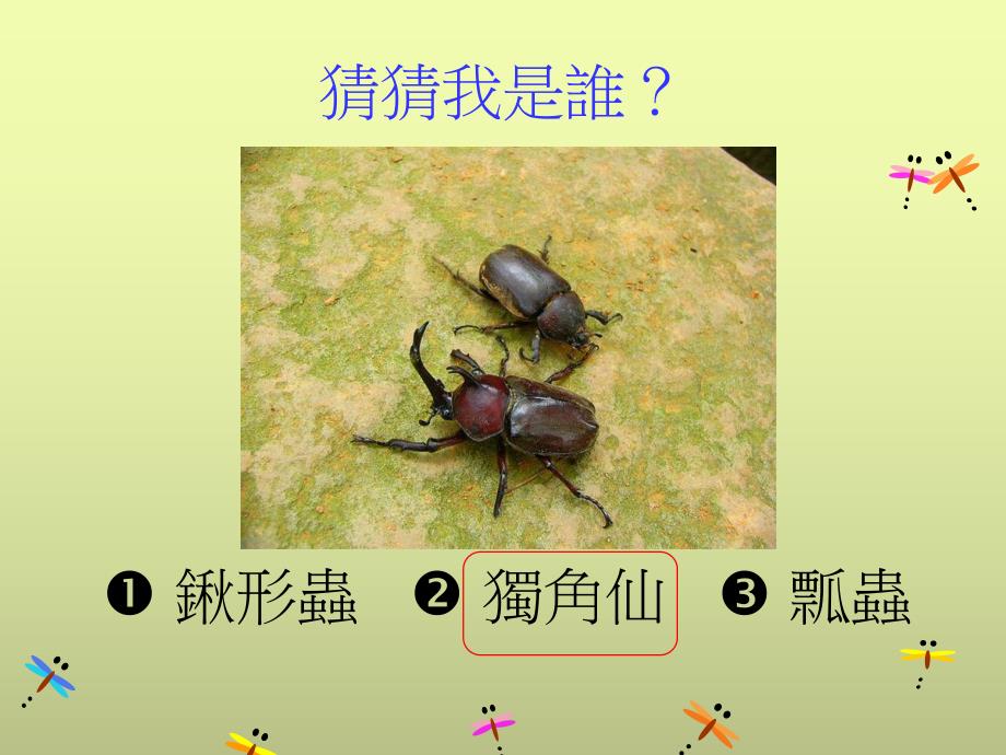 幼儿园昆虫变变变PPT课件教案昆虫变变变.ppt_第2页