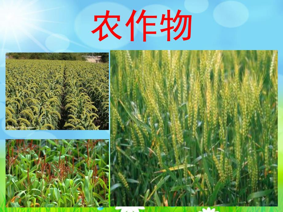 幼儿园《认识植物》PPT课件认识植物.ppt_第2页