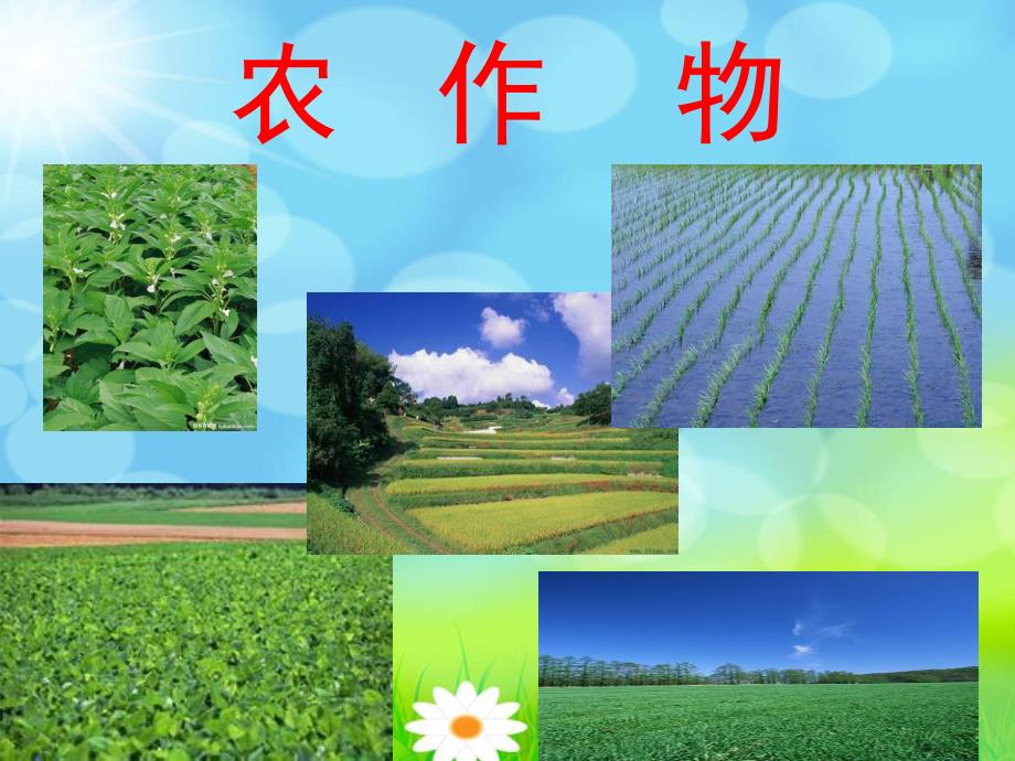 幼儿园《认识植物》PPT课件认识植物.ppt_第3页