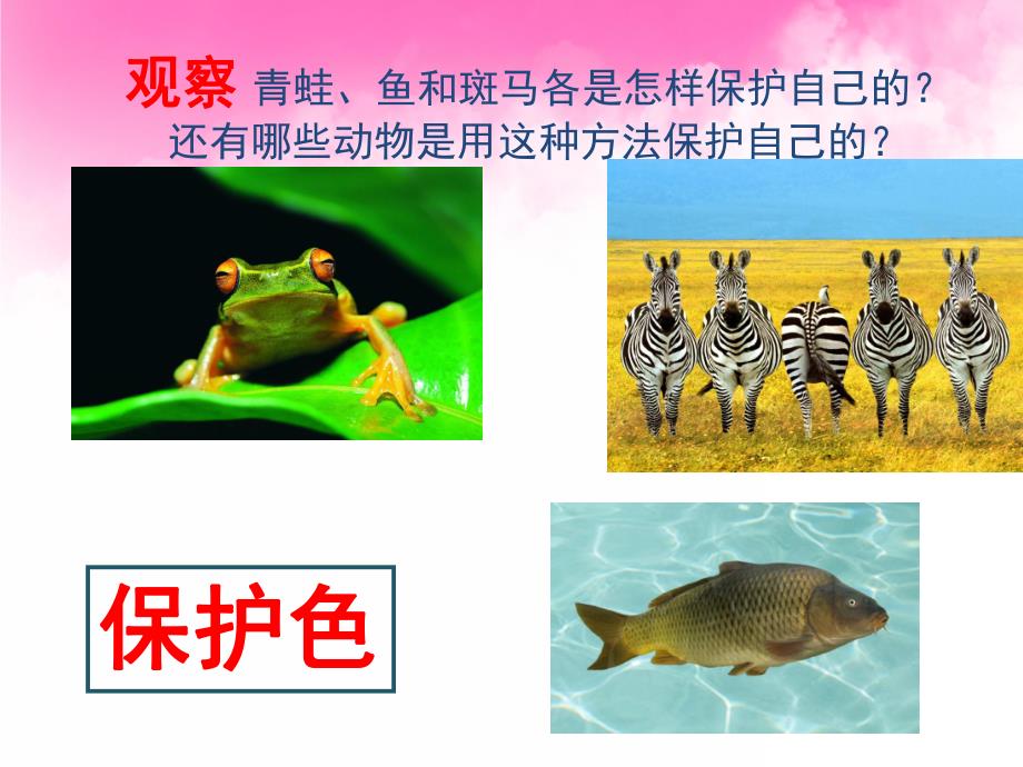 大班科学《动物怎样保护自己》PPT课件教案PPT课件.ppt_第3页