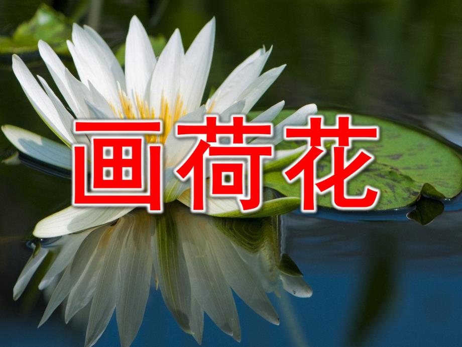 小班艺术《画荷花》PPT课件教案幼儿园艺术——画荷花.ppt_第1页