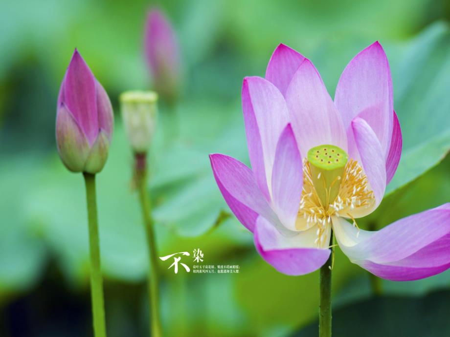 小班艺术《画荷花》PPT课件教案幼儿园艺术——画荷花.ppt_第2页