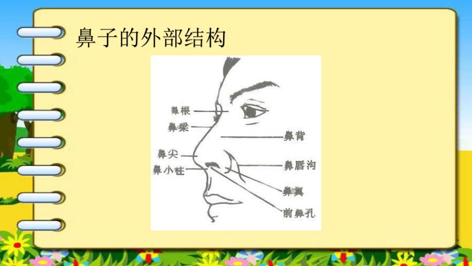 大班健康活动《鼻子的故事》PPT课件教案大班健康活动鼻子的故事.ppt_第2页