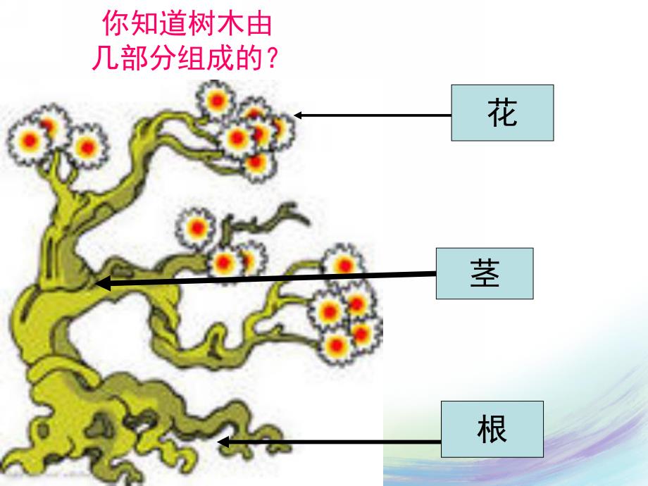 小班科学《认识树木》PPT课件教案认识树木.ppt_第3页