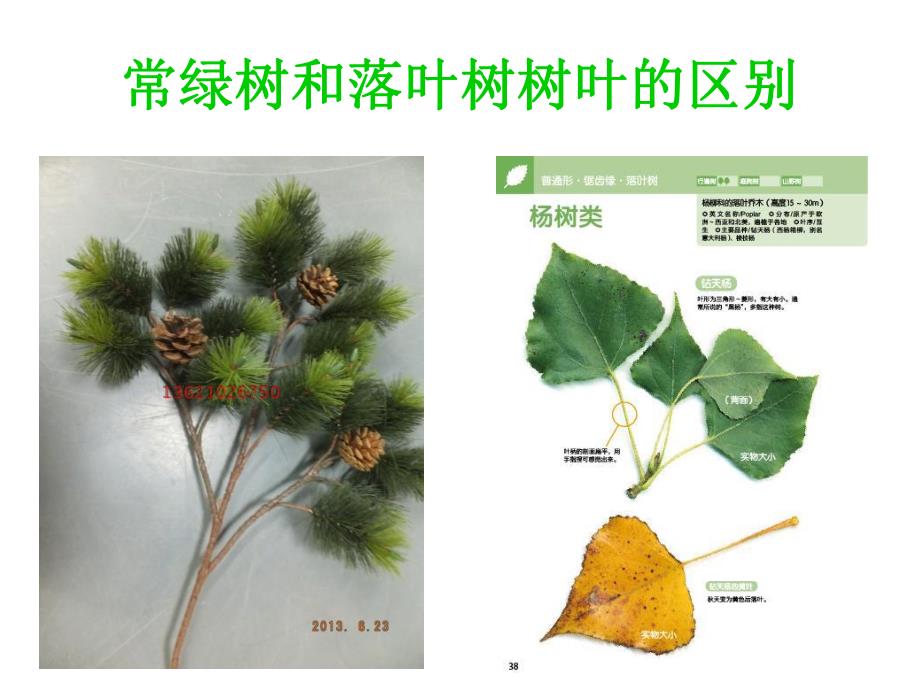 大班科学《植物过冬》PPT课件教案植物怎样过冬.ppt_第3页