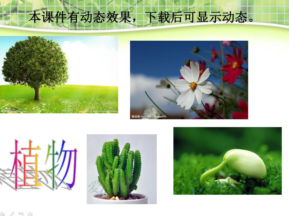 大班科学《植物的根茎叶》PPT课件教案d667ccee09a1284ac850ad02de80d4d8d15a0188.ppt_第2页