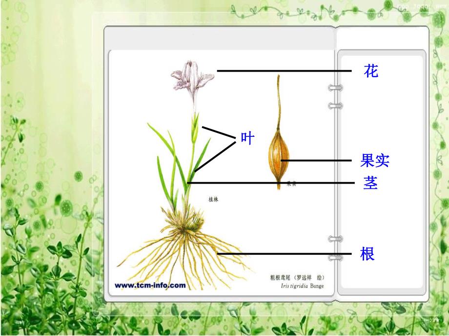 大班科学《植物的根茎叶》PPT课件教案d667ccee09a1284ac850ad02de80d4d8d15a0188.ppt_第3页