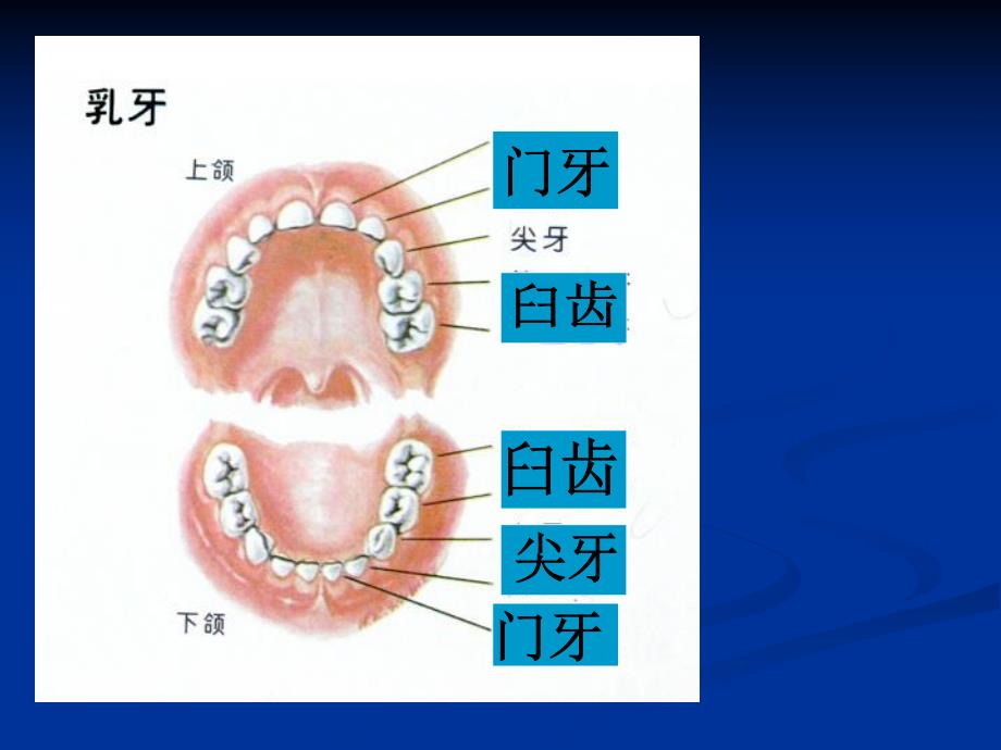 大班健康《我的牙大人的牙》PPT课件我的牙大人的牙.ppt_第3页