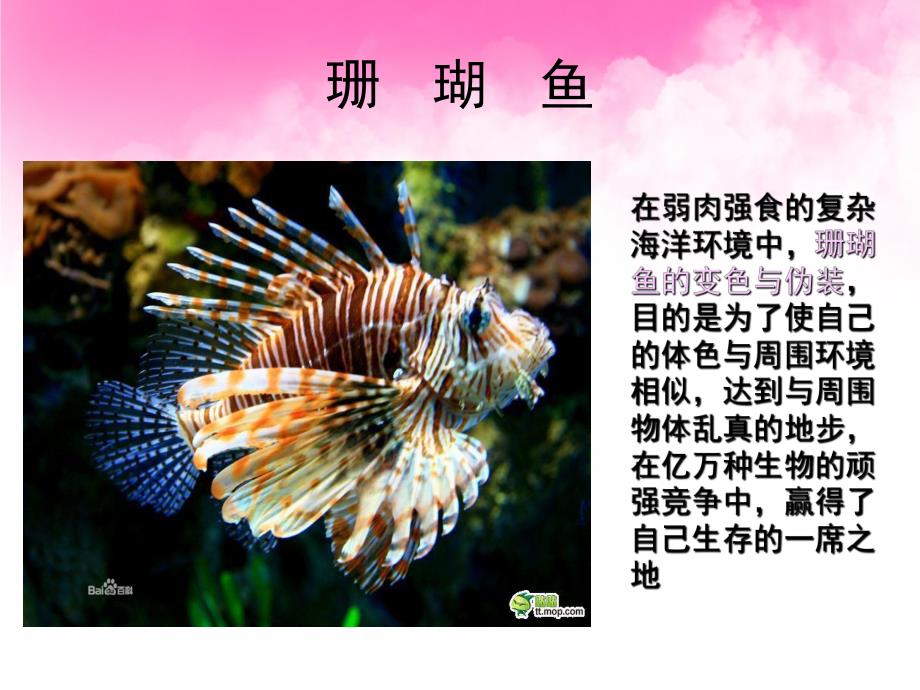 大班美术《神奇美丽的海底世界》PPT课件教案PPT课件.ppt_第3页