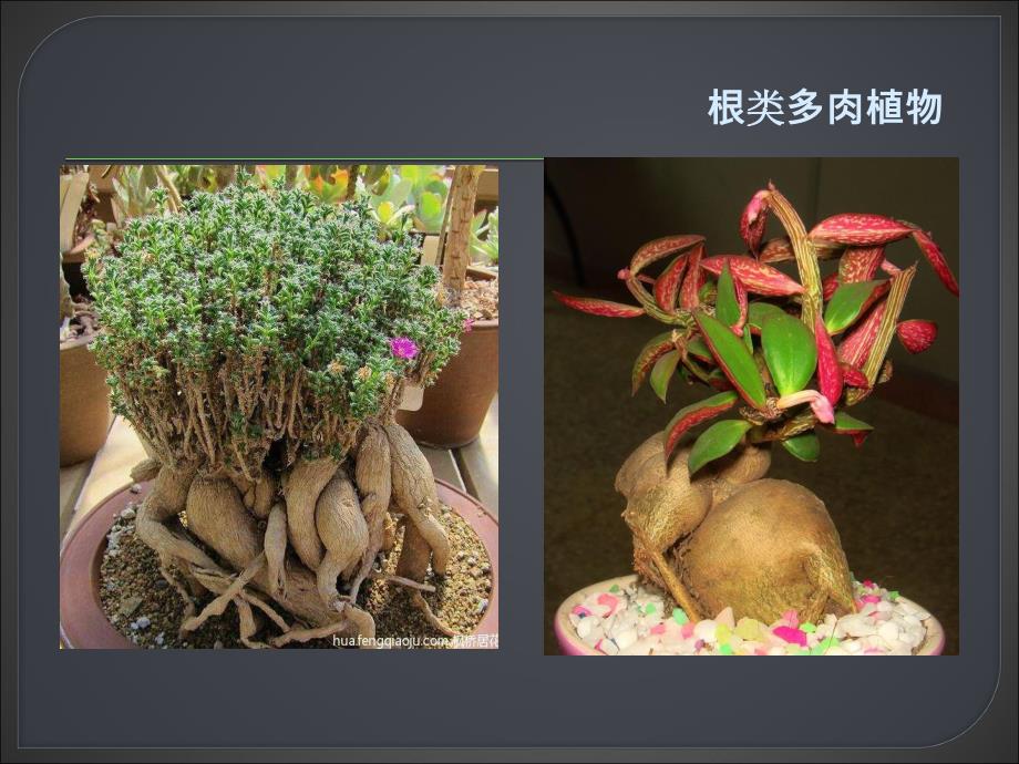 大班科学《多肉植物》PPT课件多肉植物(幼儿园.ppt_第3页