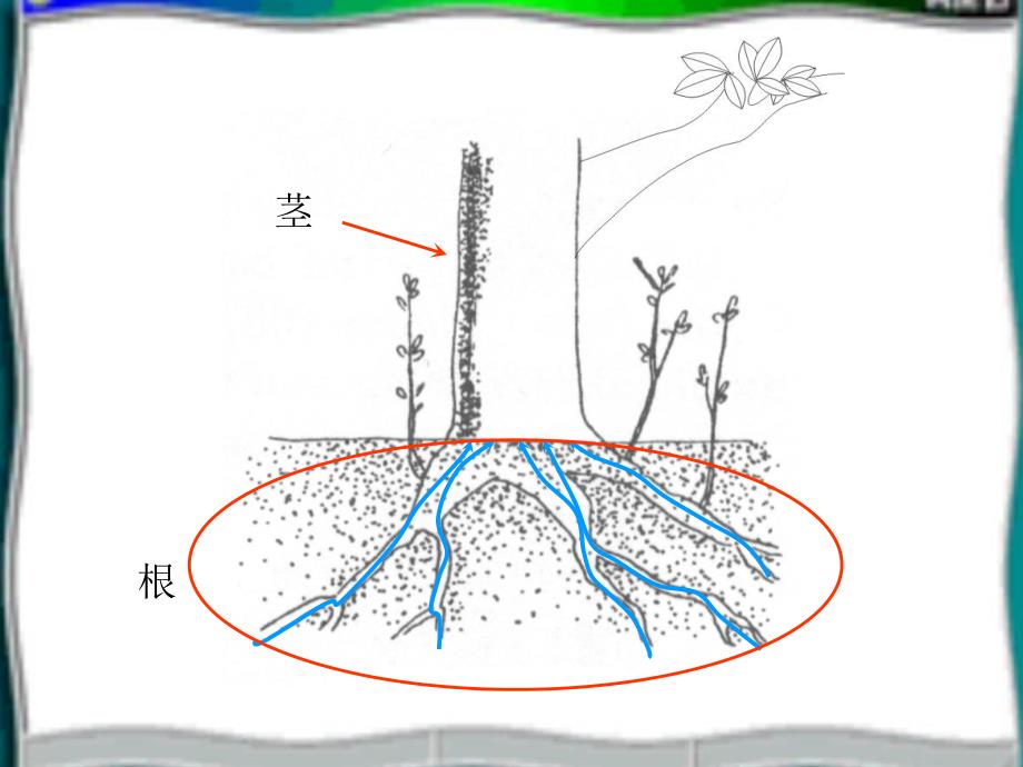 大班科学《茎的作用》PPT课件教案大班级组-科学课件《茎的作用》.ppt_第3页