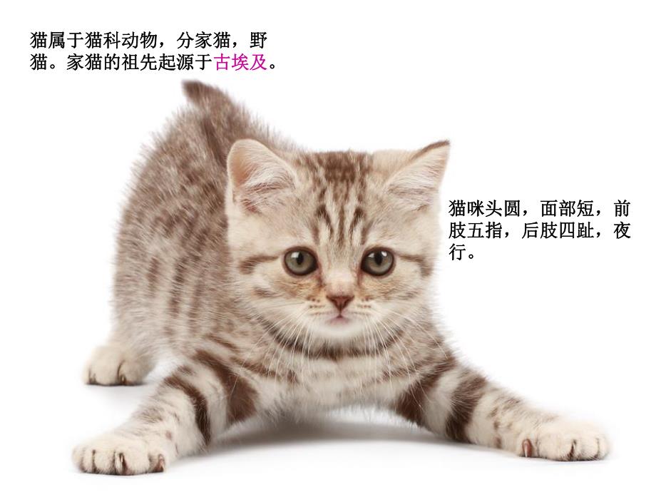 小班美术活动《小花猫莫骄傲》PPT课件小班美术活动《小花猫莫骄傲》PPT课件.ppt_第3页