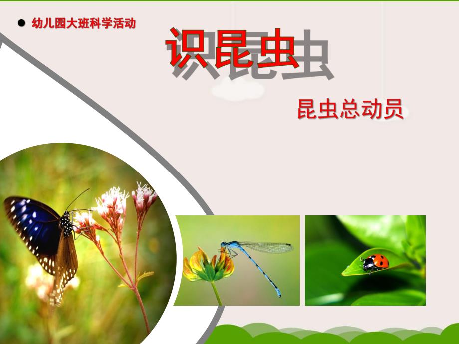 大班科学《昆虫》PPT课件.ppt_第1页