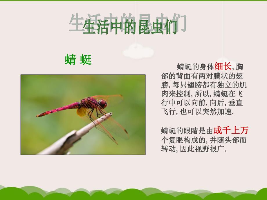 大班科学《昆虫》PPT课件.ppt_第3页