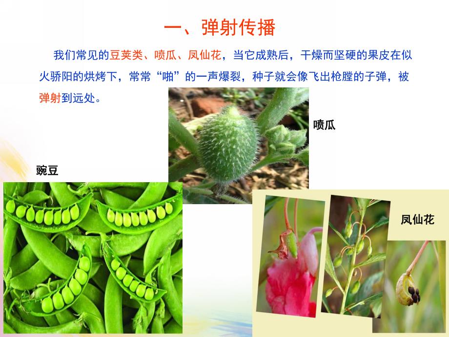 幼儿园《植物种子的传播方式》PPT课件教案植物种子的传播方式-幼儿园.ppt_第3页