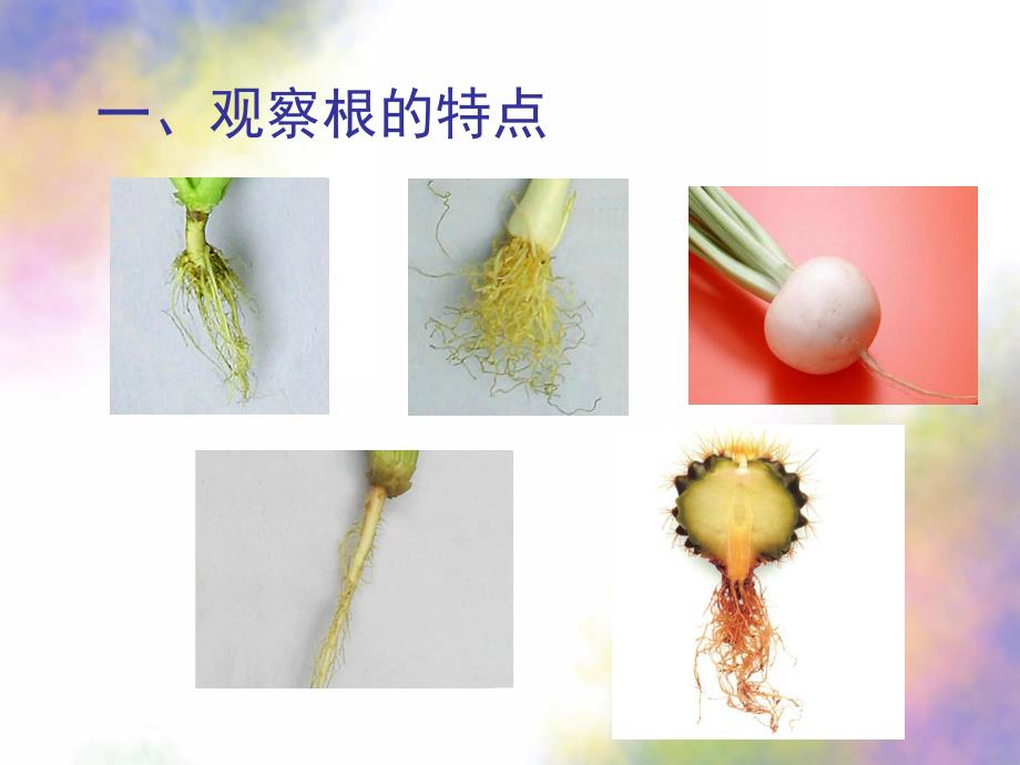 大班科学《植物的根》PPT课件教案科学：植物的根.ppt_第2页